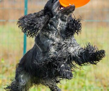 Il miglior cane per fare disc dog…