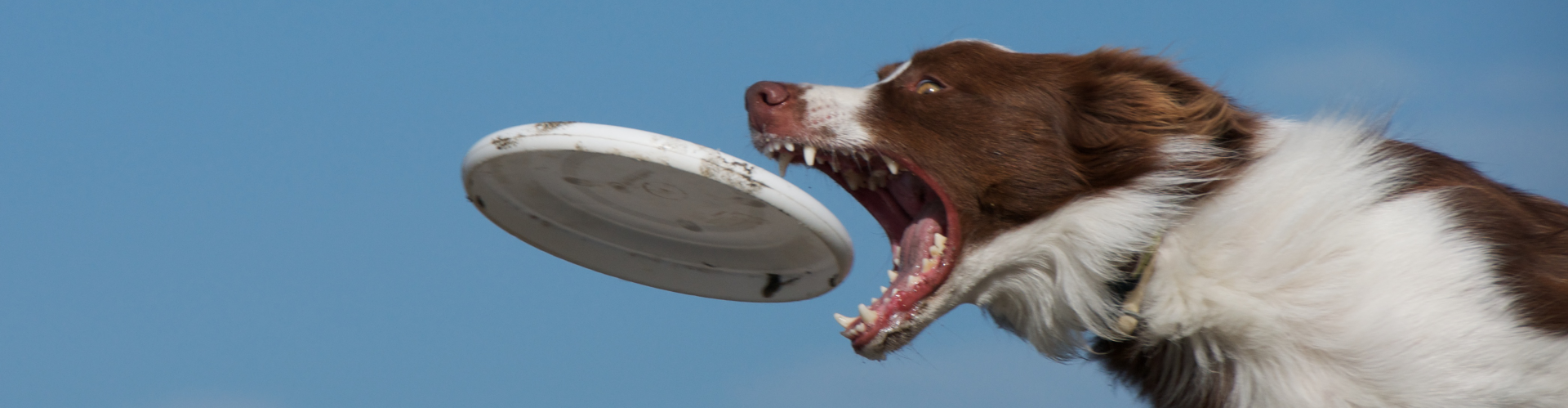 8 Qualified Teams Disc Dog World Championships